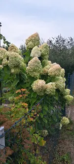 20240830_180831.webp