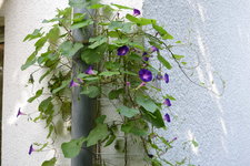 Ipomoea purpurea.JPG