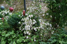 Glockenblume0216.JPG