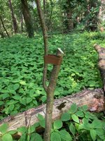 Therminale Leittrieb neu ziehen_02_Klebeband*Prunus.jpg