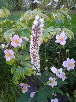 IMG_20240831_180553.webp