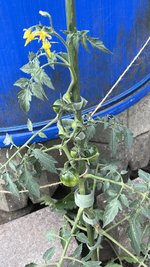 IMG_2091.jpeg