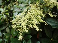 Pieris japonica.jpg