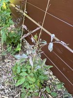 IMG_0086.JPG