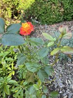 IMG_0087.JPG