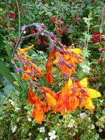 DSC08065 - Kopie.jpg