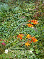 DSC08067.jpg