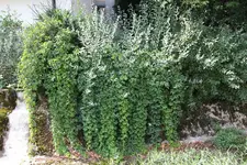 Ostseite 0124.webp