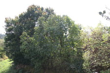 Ostseite 0524.JPG