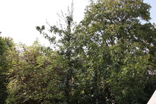 Ostseite 0624.JPG
