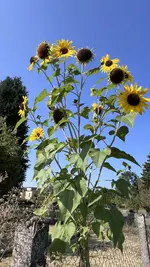 IMG_2154.jpeg