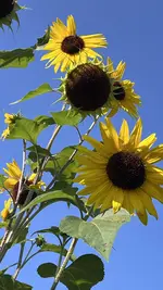 IMG_2157.jpeg