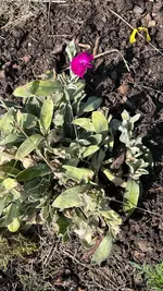 IMG_2158.jpeg