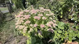 IMG_2160.jpeg