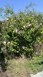 IMG_2161.jpeg