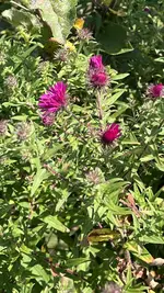 IMG_2173.jpeg