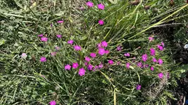 IMG_2159.jpeg