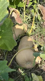 IMG_2165.jpeg
