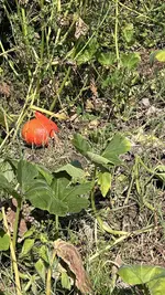 IMG_2166.jpeg