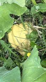 IMG_2167.jpeg