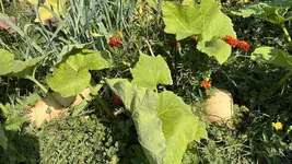 IMG_2169.jpeg
