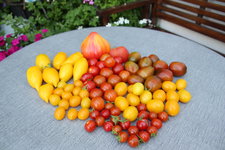 Tomaten 1224.JPG
