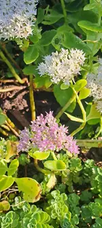 20240903_090311.webp