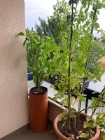 Paprika*Spitzpaprika 'Lipari'_*2024-09-04*01.webp