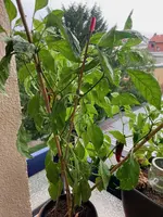 Paprika*Spitzpaprika 'Lipari'_*2024-09-04*02.webp
