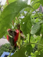 Paprika*Spitzpaprika 'Lipari'_*2024-09-04*03.webp