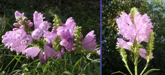 2024Gelenk.webp