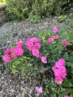 IMG_0093.webp