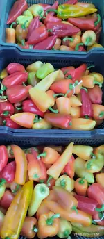 IMG_20240828_195715.webp