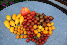 Tomaten 1124.JPG