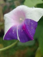 IMG_20240906_123624.jpg