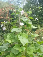 IMG_20240906_123600.webp