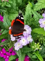 IMG_20240825_182021.webp