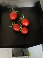 Tomate*Muchacha*Ernte*24-08-14*53g.jpg
