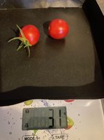 Tomate*Muchacha*Ernte*24-08-16*31g.jpg