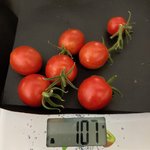 Tomate*Muchacha*Ernte*24-08-21.jpg