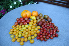 Tomaten 1324.JPG