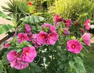 IMG_1990.JPG
