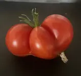 Tomate*Muchacha*Ernte*24-09-09*01.webp