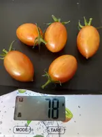 Tomate*Blush Tiger*Ernte*24-09-08.webp