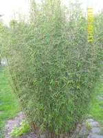Garten 2011 042.webp