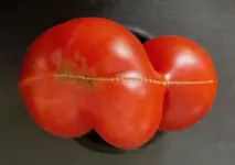 Tomate*Muchacha*Ernte*24-09-10*01 (1).webp
