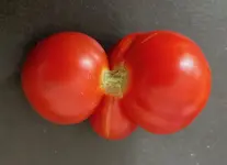 Tomate*Muchacha*Ernte*24-09-10*01.webp
