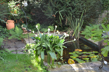 Haemanthus albiflos.webp Haemanthus albiflos.webp