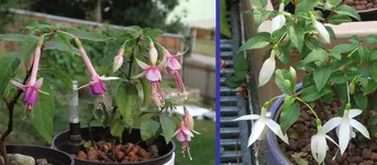 2024FuchsiSep1.webp
