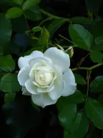 P1020331Schneewittchen.webp